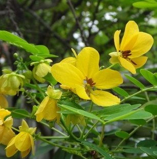 Cassia Essential Oil 3